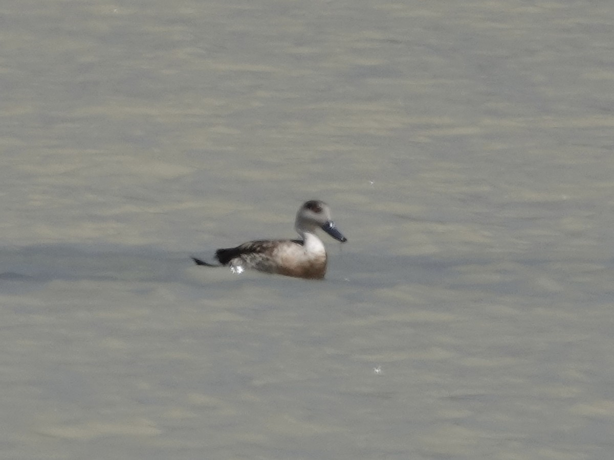 Crested Duck - ML642905003