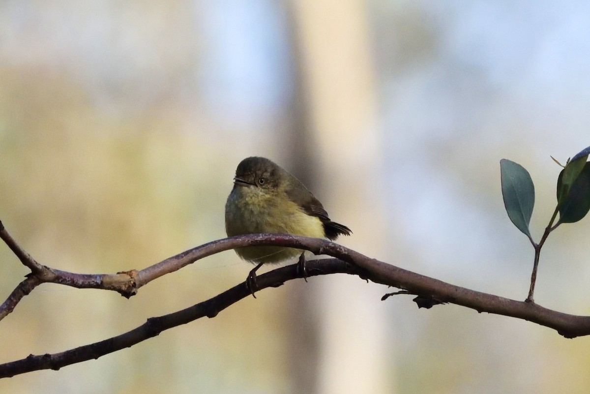Buff-rumped Thornbill - ML642905004