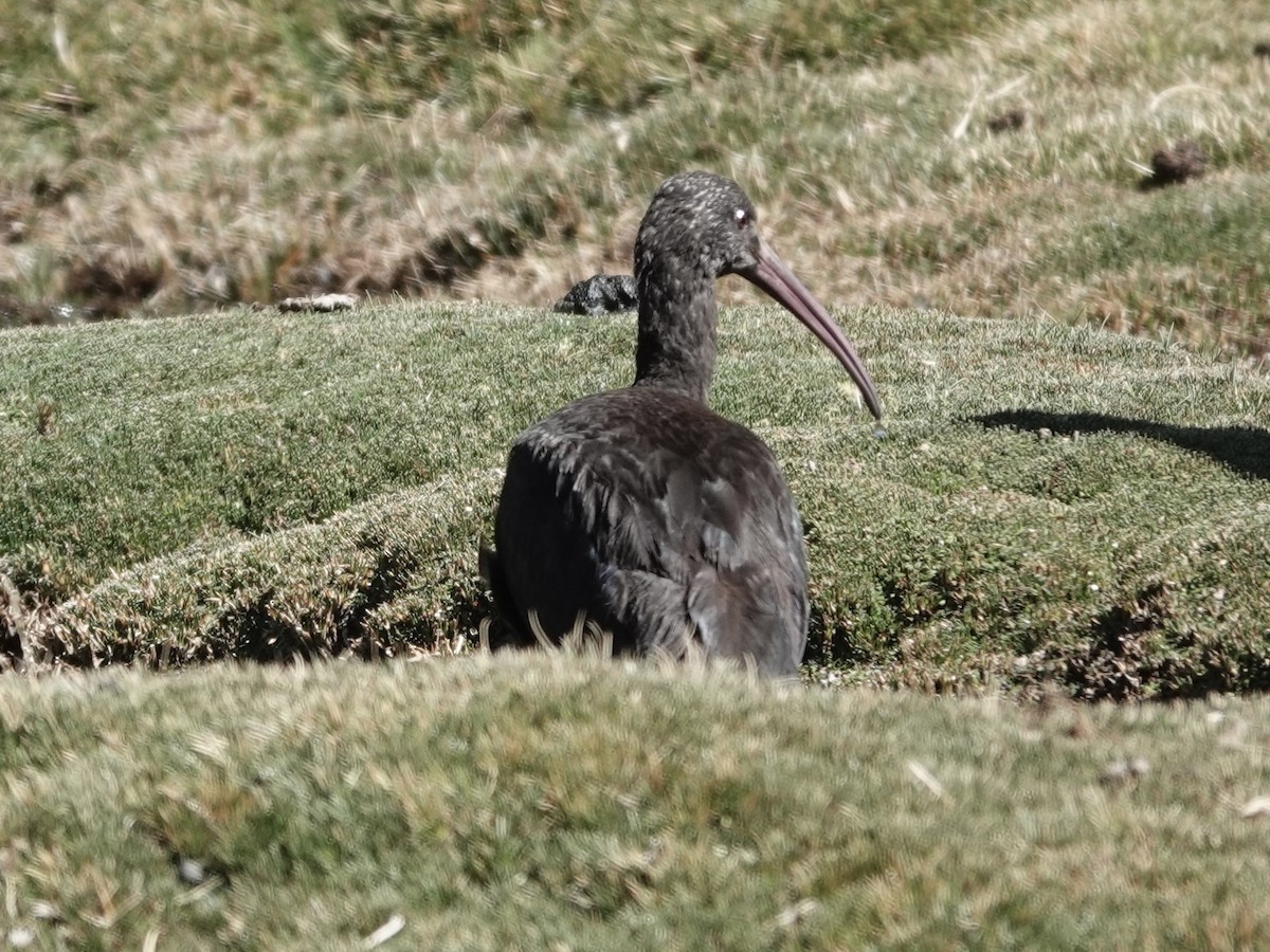 Puna Ibis - ML642905012