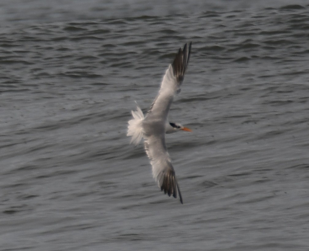 Lesser Crested Tern - ML642905013