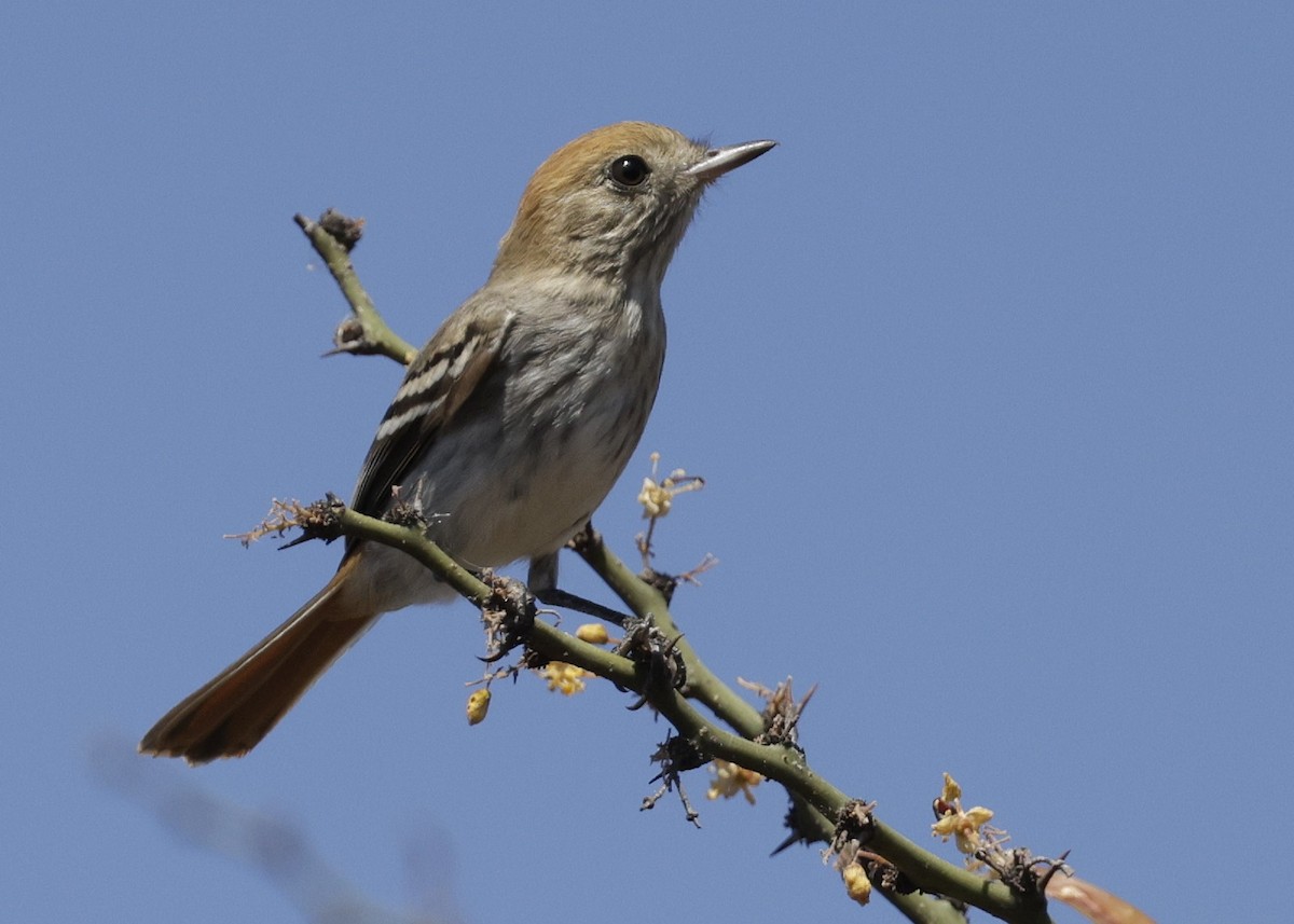 Cinereous Tyrant - ML642905014