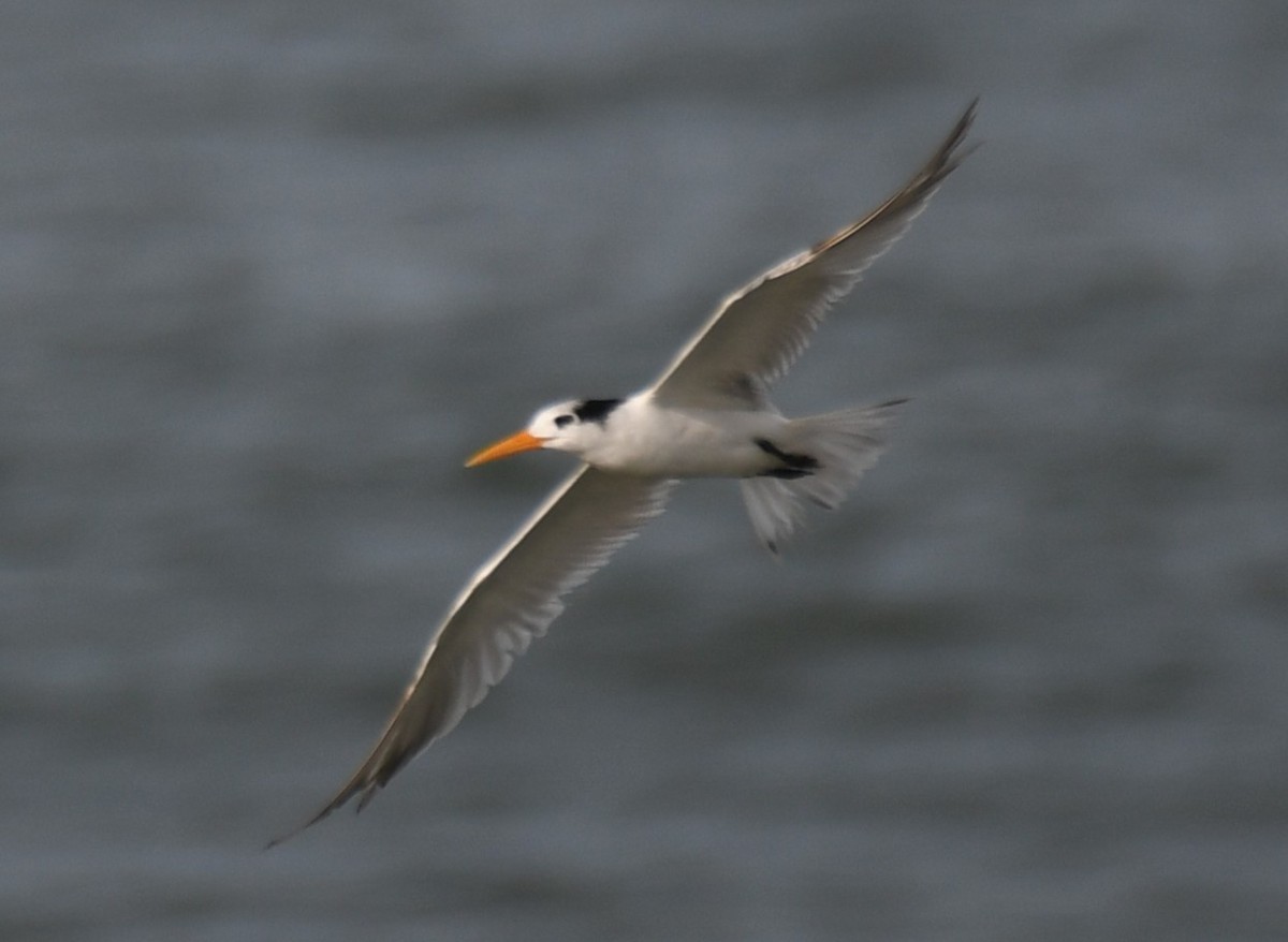 Lesser Crested Tern - ML642905022