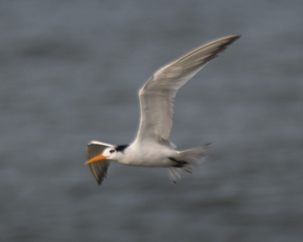 Lesser Crested Tern - ML642905024