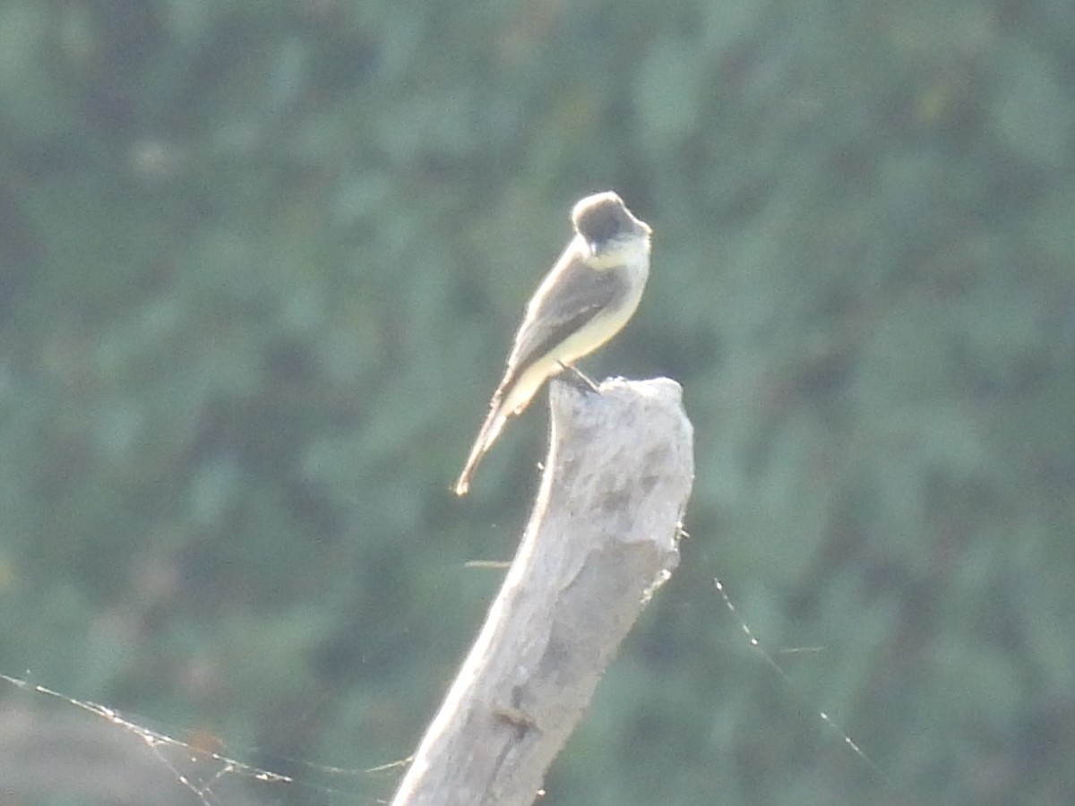 Eastern Phoebe - ML642905026