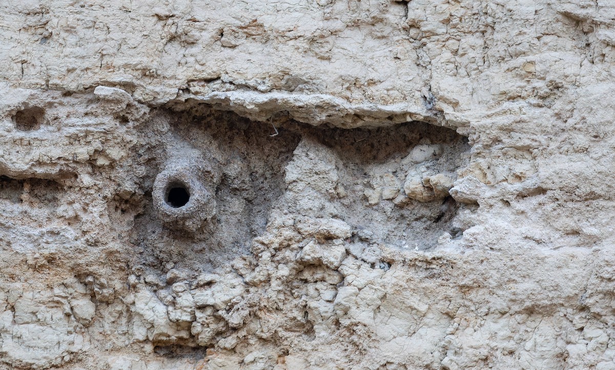 Western/Eastern Rock Nuthatch - ML642905033