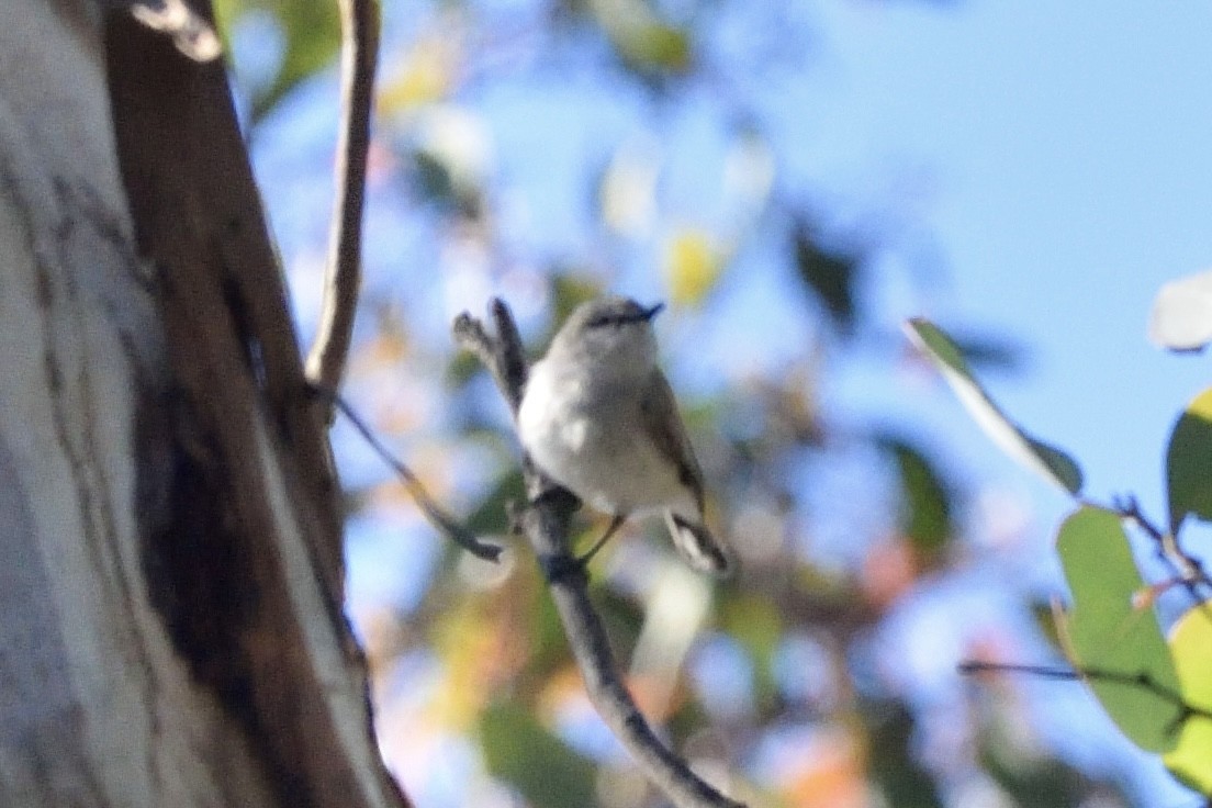 Western Gerygone - ML642905038