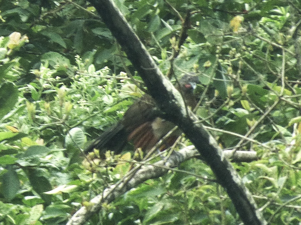 Gray-headed Chachalaca - ML642905040