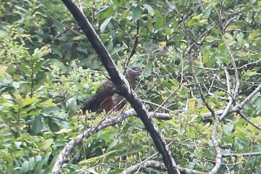 Gray-headed Chachalaca - ML642905041
