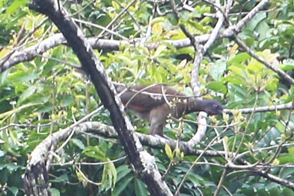Gray-headed Chachalaca - ML642905042