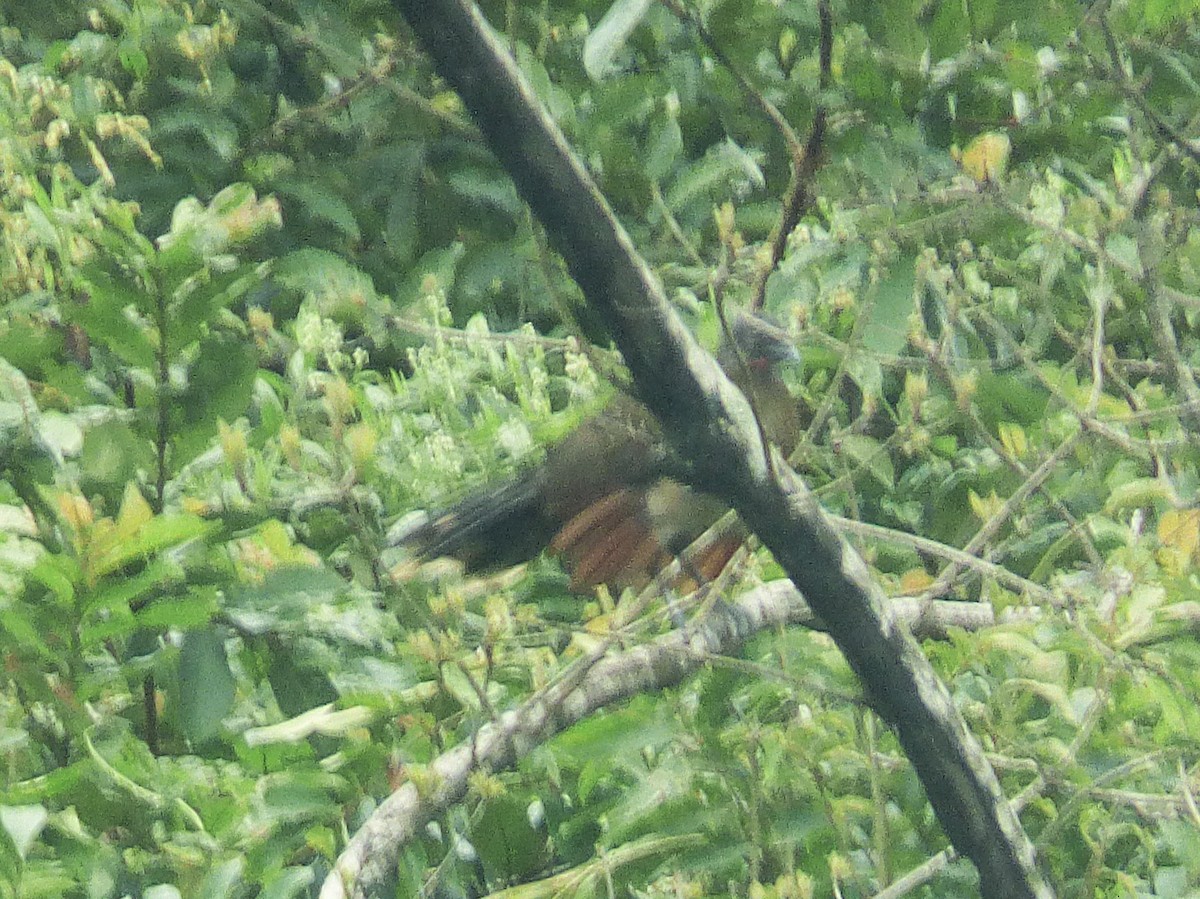 Gray-headed Chachalaca - ML642905043