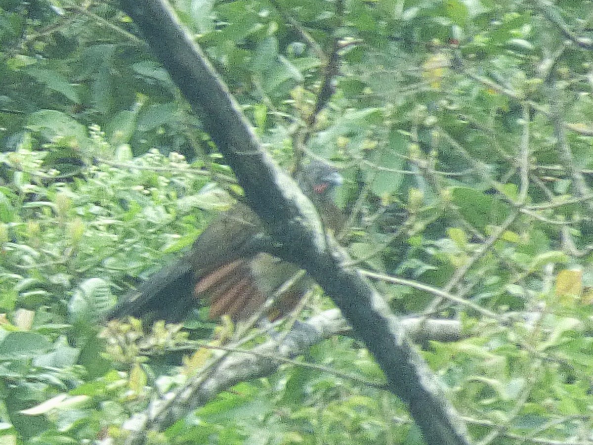 Gray-headed Chachalaca - ML642905044