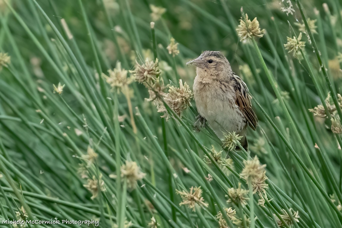 Fan-tailed Widowbird - ML642905046
