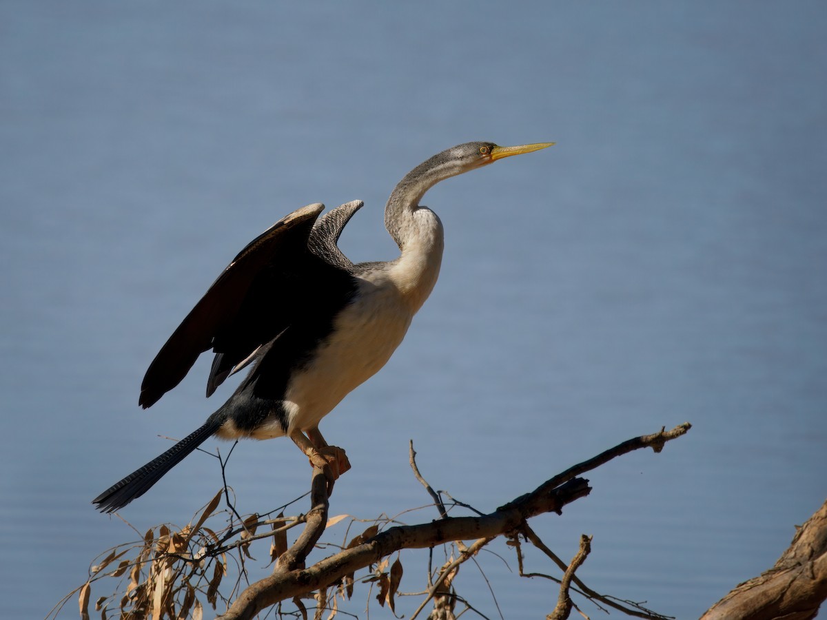 Anhinga australiarra - ML642905049