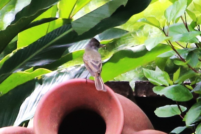 Dusky-capped Flycatcher - ML642905053