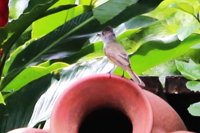 Dusky-capped Flycatcher - ML642905054