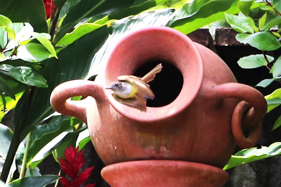 Dusky-capped Flycatcher - ML642905055