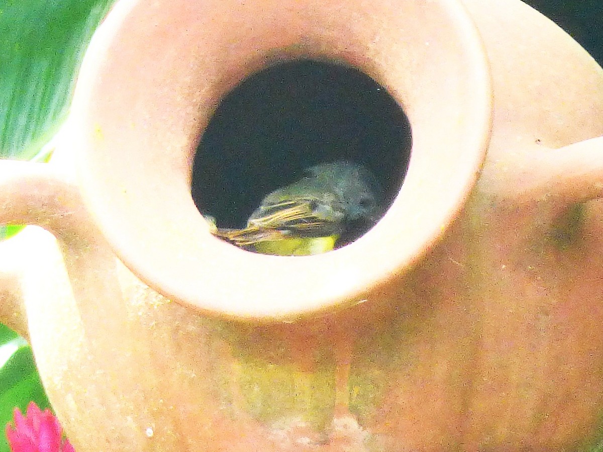 Dusky-capped Flycatcher - ML642905057