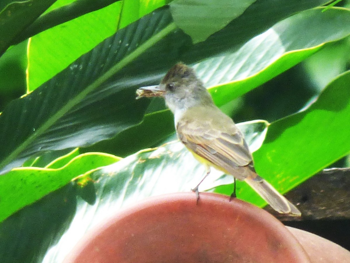 Dusky-capped Flycatcher - ML642905058