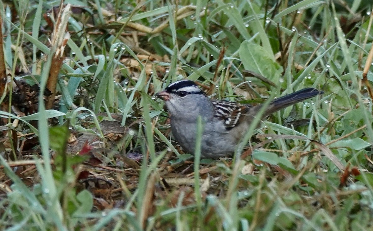 White-crowned Sparrow - ML642905059