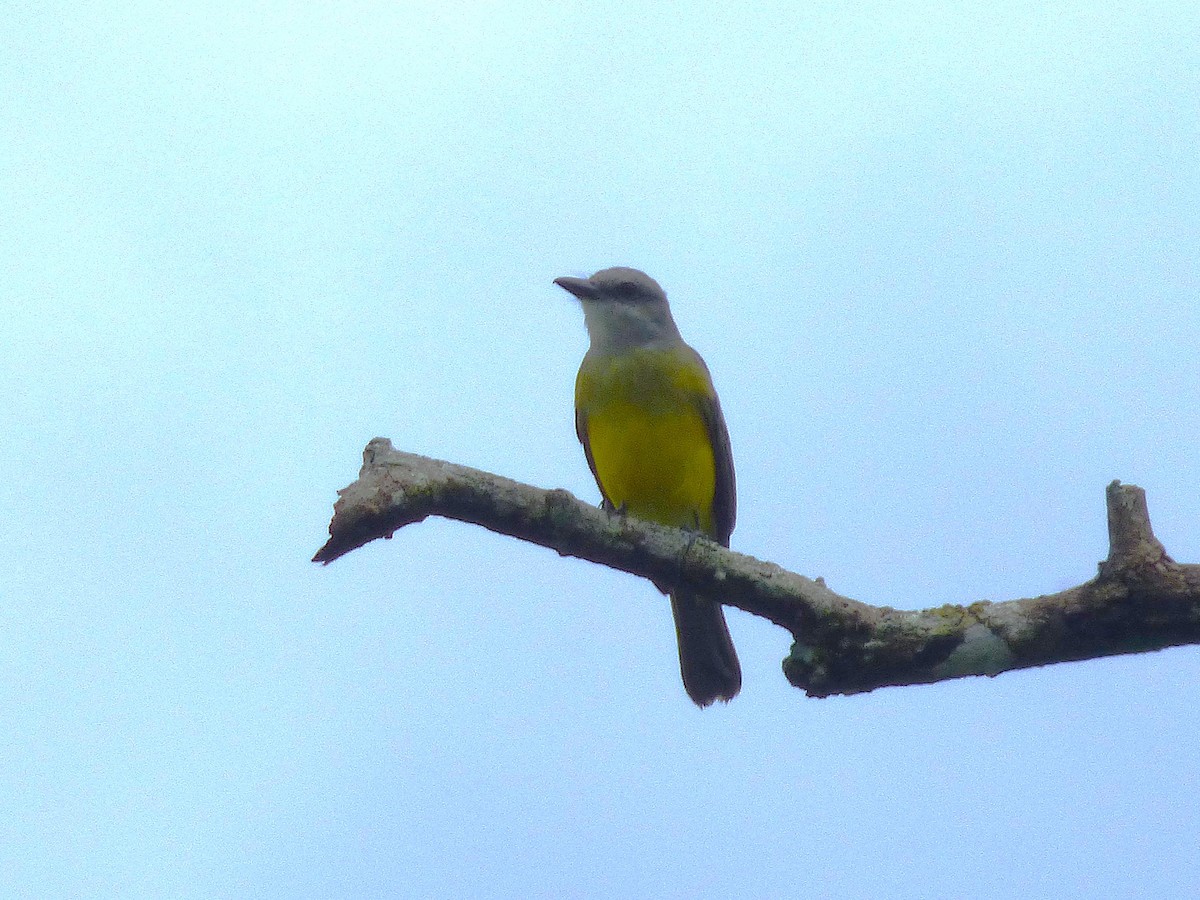 Tropical Kingbird - ML642905066