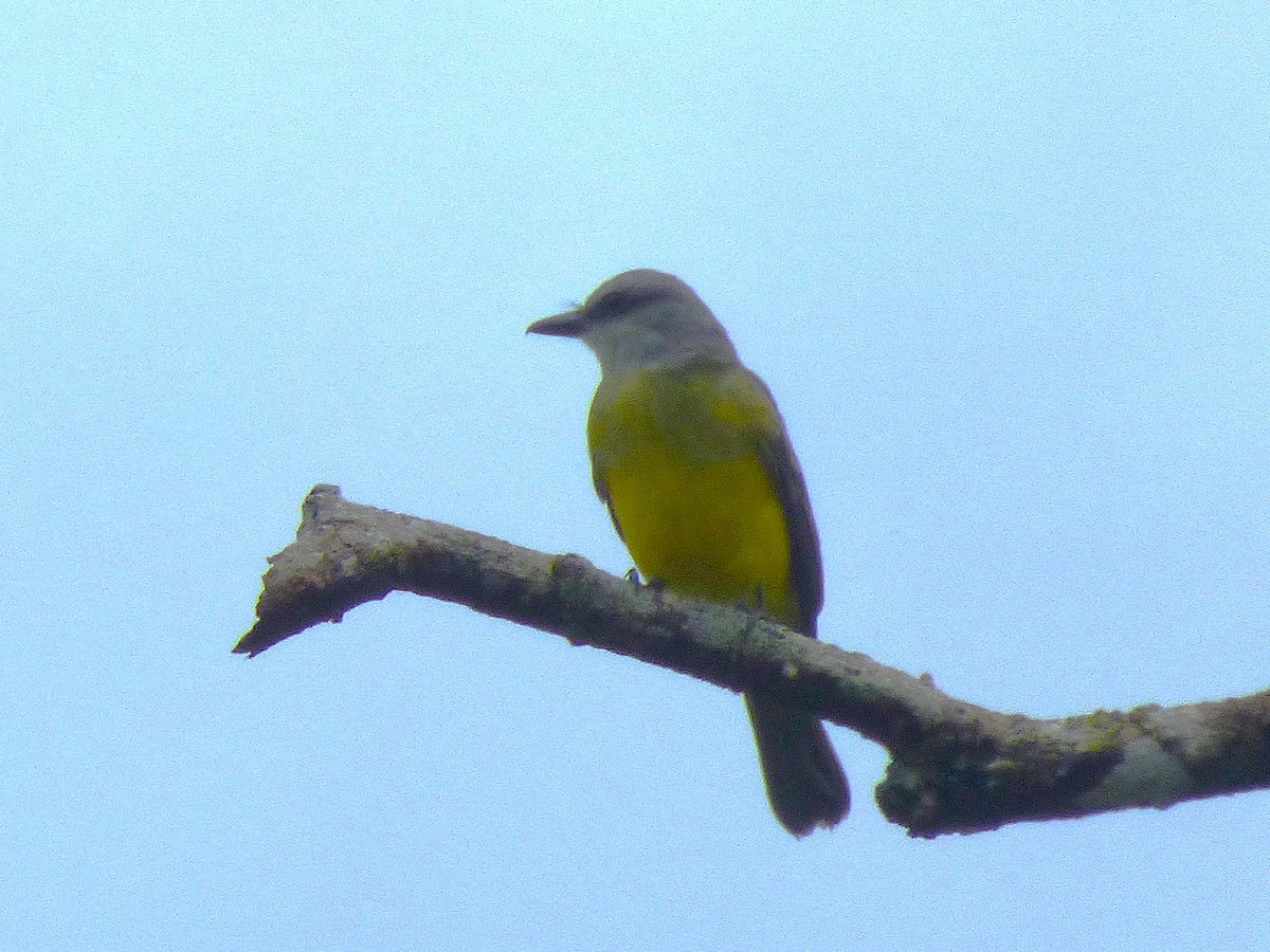 Tropical Kingbird - ML642905067
