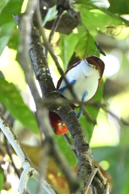 King Bird-of-Paradise - ML642905068