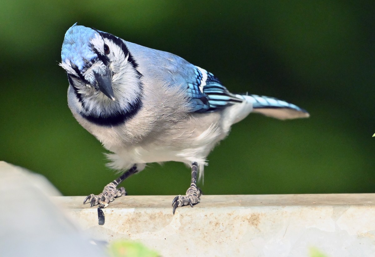 Blue Jay - ML642905100