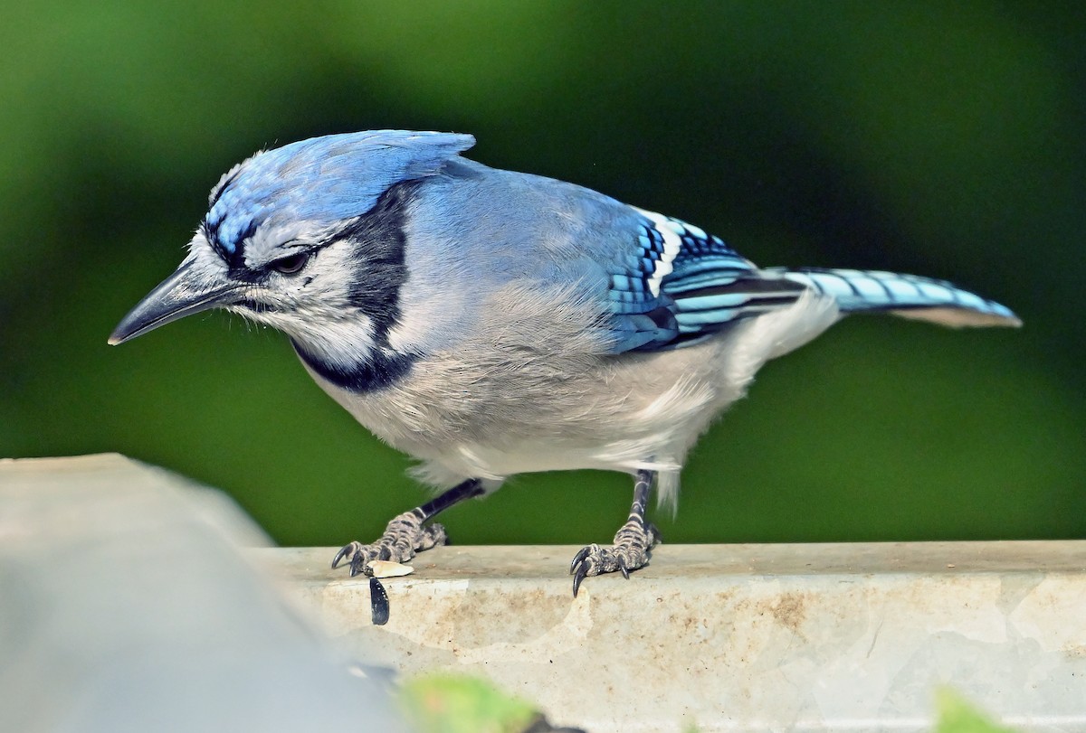 Blue Jay - ML642905101