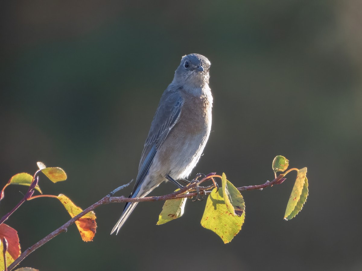 Western Bluebird - ML642905102