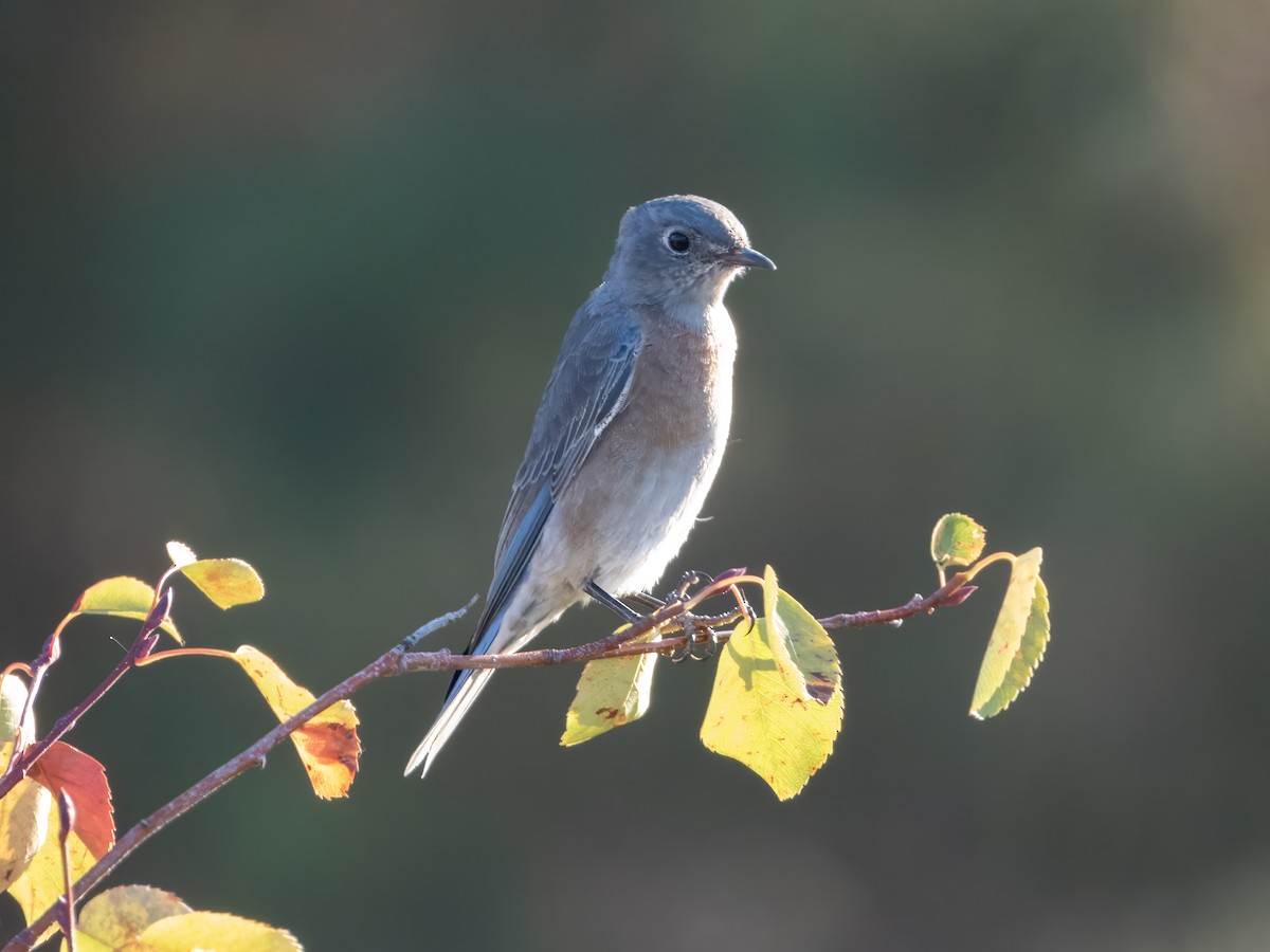 Western Bluebird - ML642905103