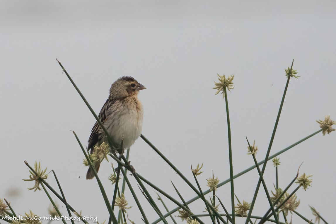 Fan-tailed Widowbird - ML642905138