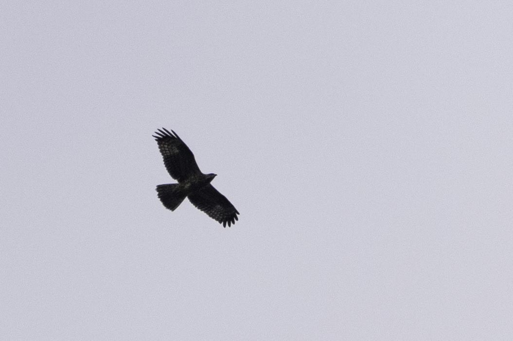 European Honey-buzzard - ML642905147