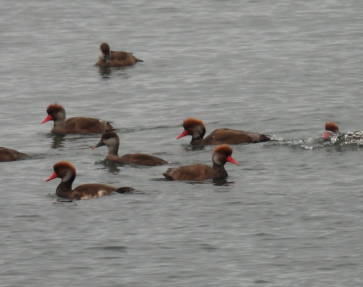 Red-crested Pochard - ML642905155