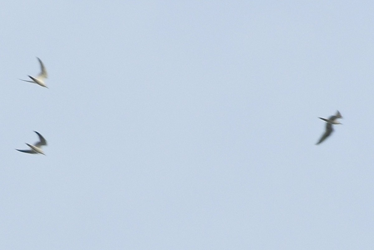 Sterninae sp. - ML642905176