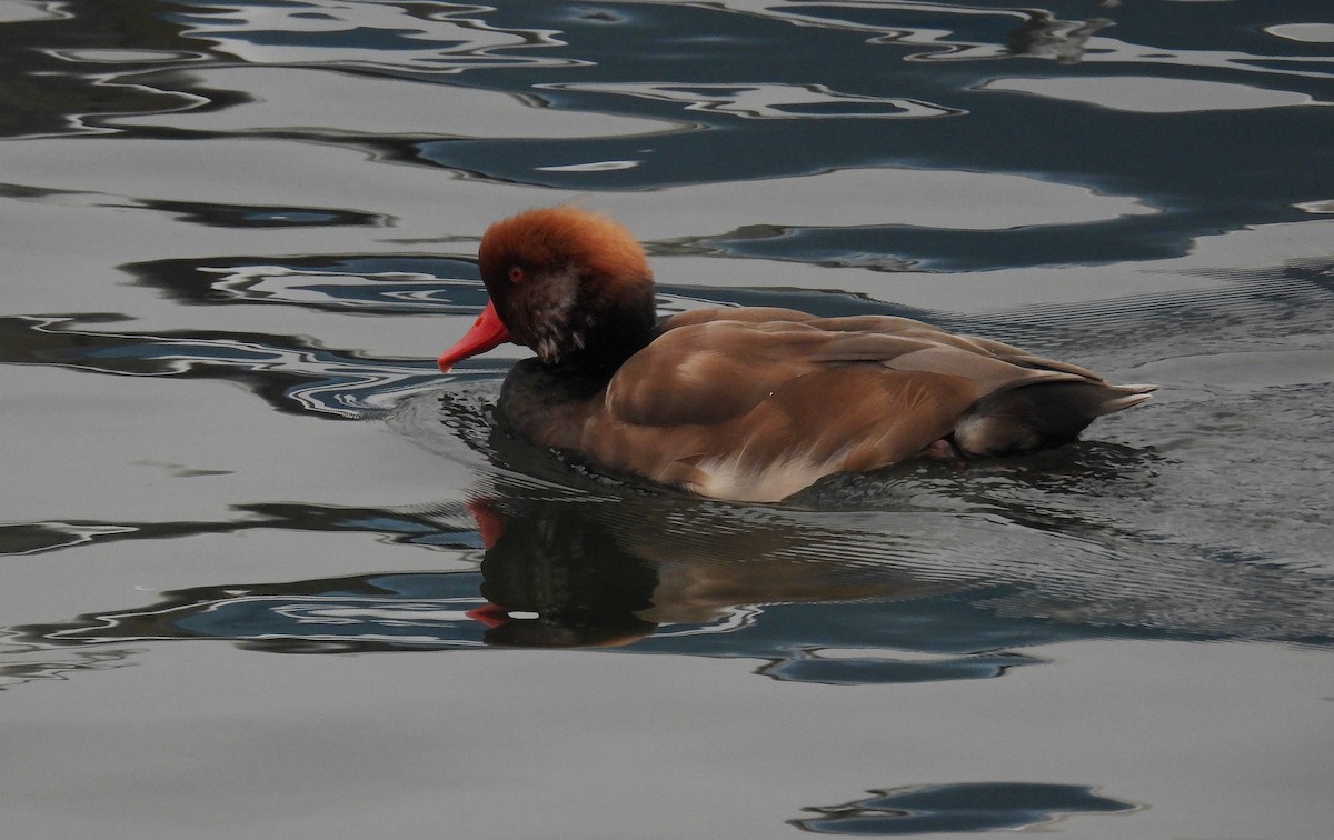 Red-crested Pochard - ML642905178