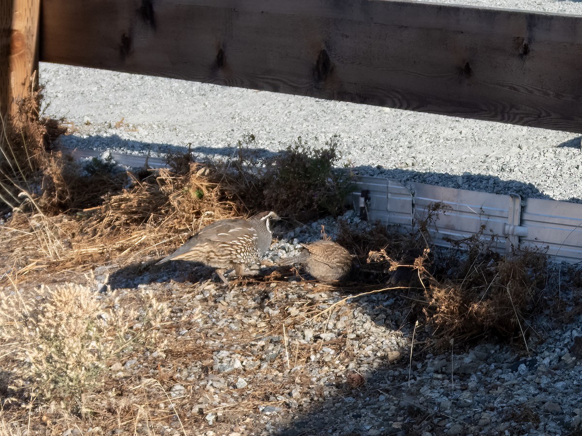 California Quail - ML642905207