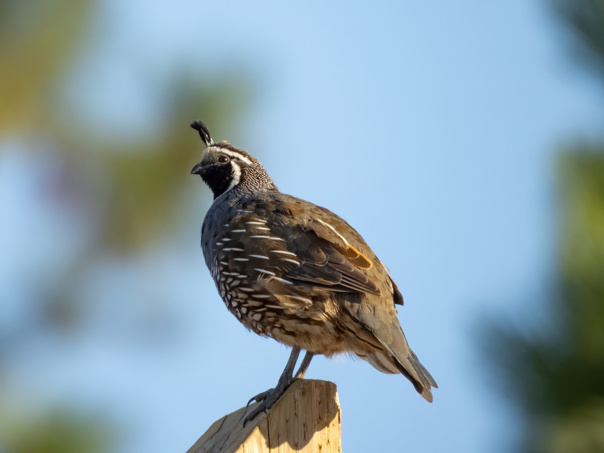 California Quail - ML642905208