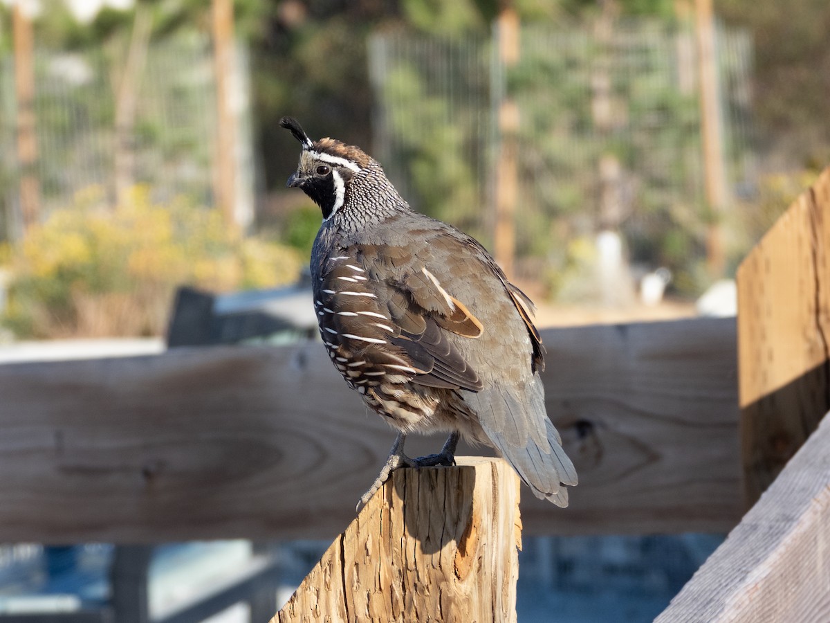 California Quail - ML642905209