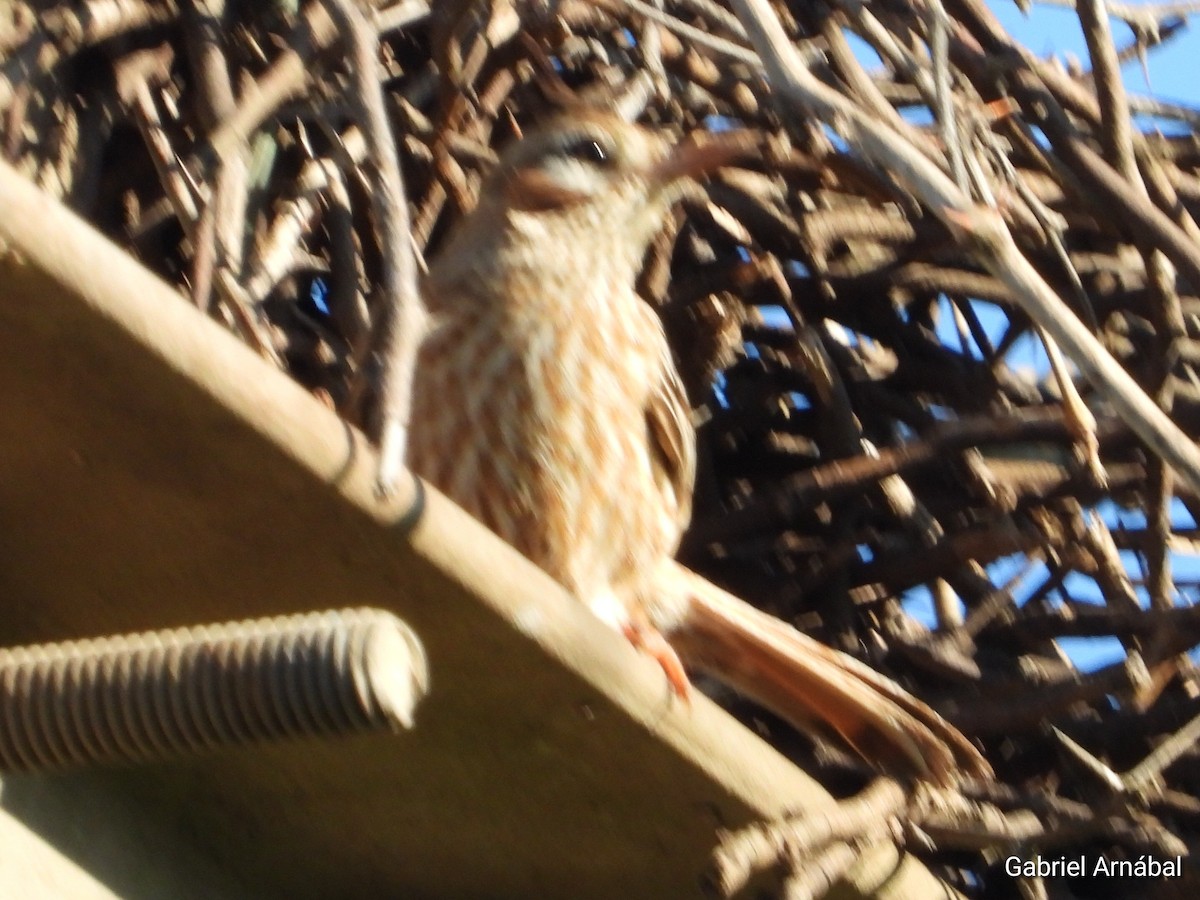 Lark-like Brushrunner - ML642905212