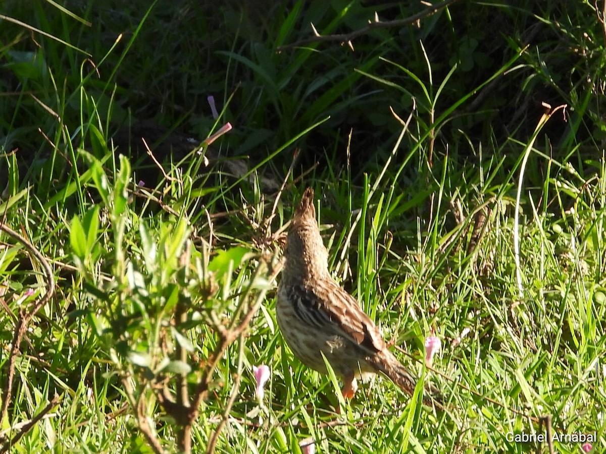 Lark-like Brushrunner - ML642905213