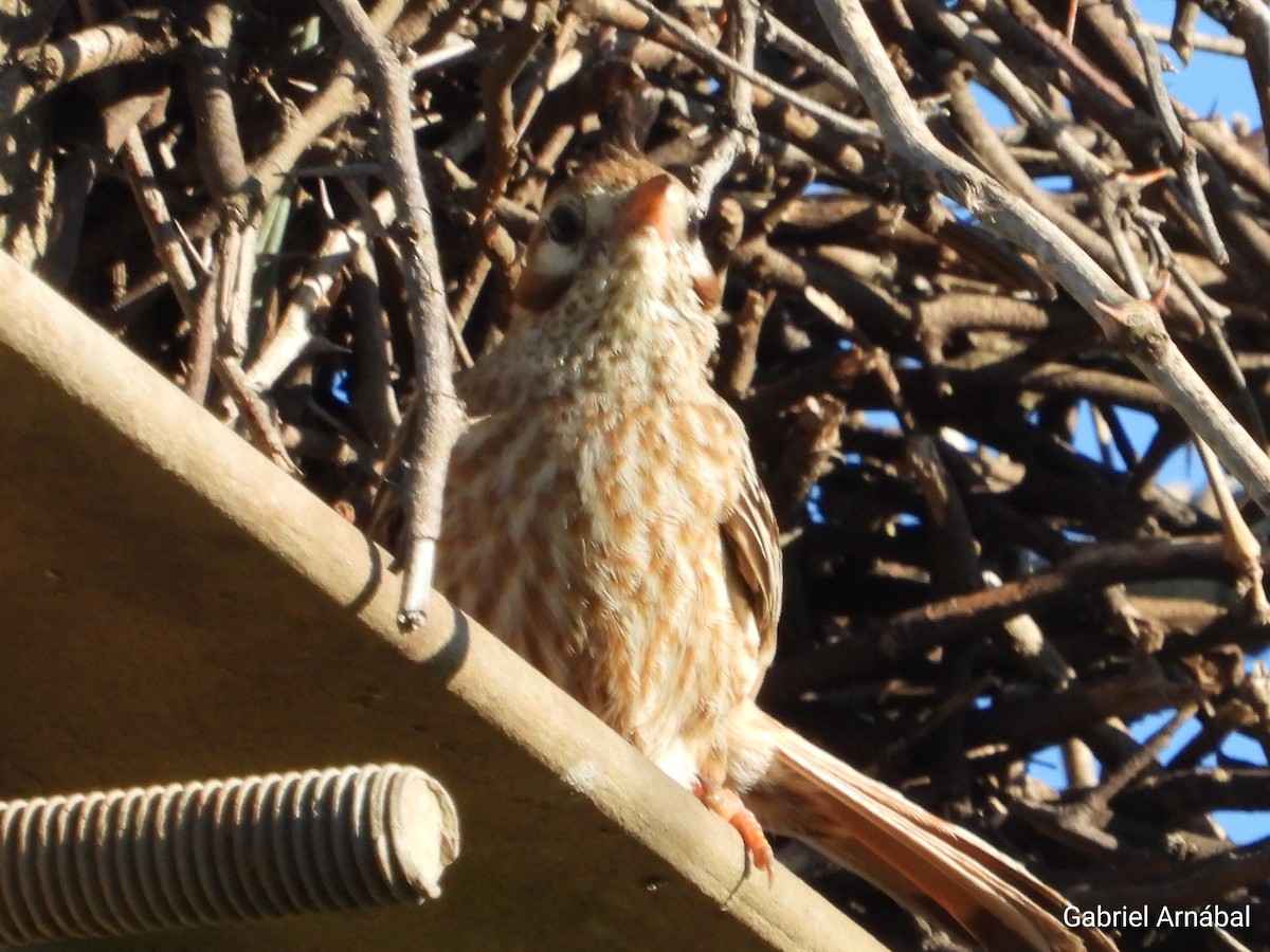 Lark-like Brushrunner - ML642905215