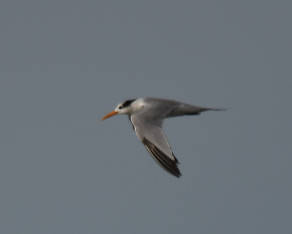 Lesser Crested Tern - ML642905222