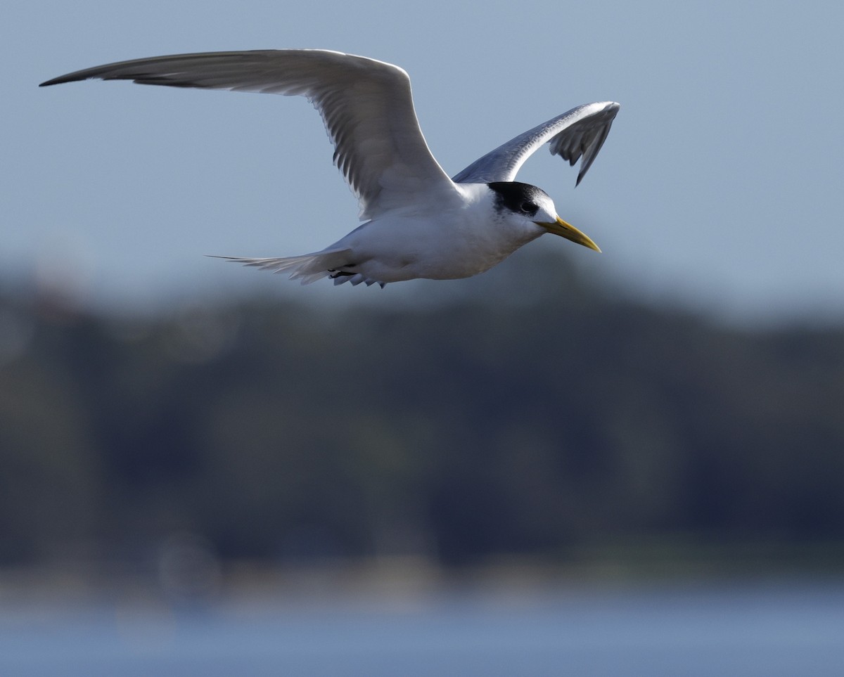 Great Crested Tern - ML642905223