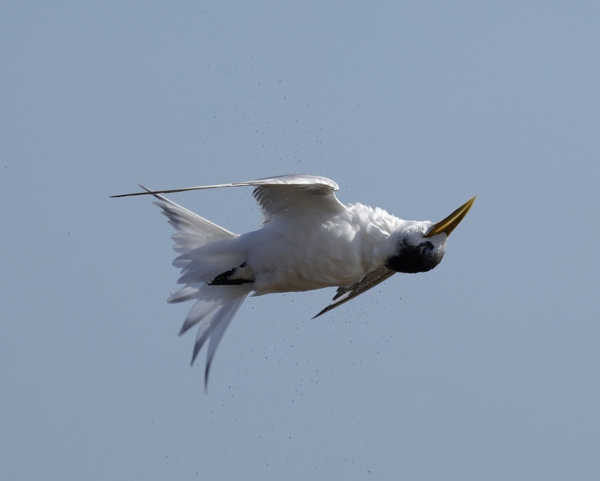Great Crested Tern - ML642905224