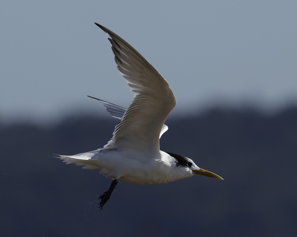 Great Crested Tern - ML642905225