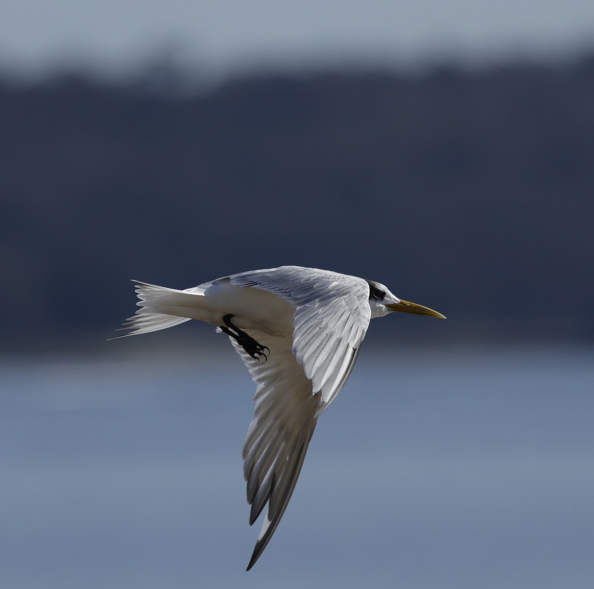 Great Crested Tern - ML642905226