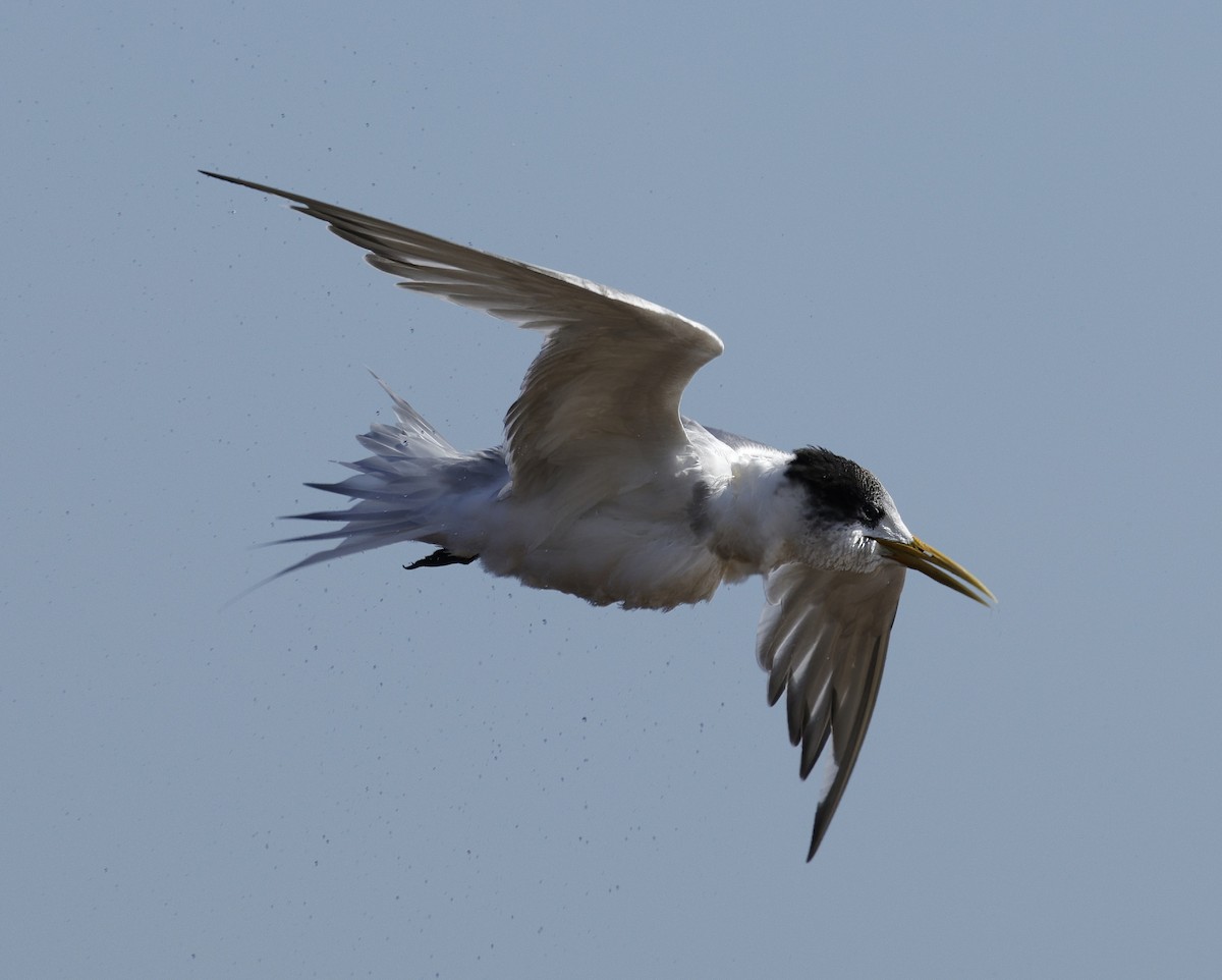 Great Crested Tern - ML642905227