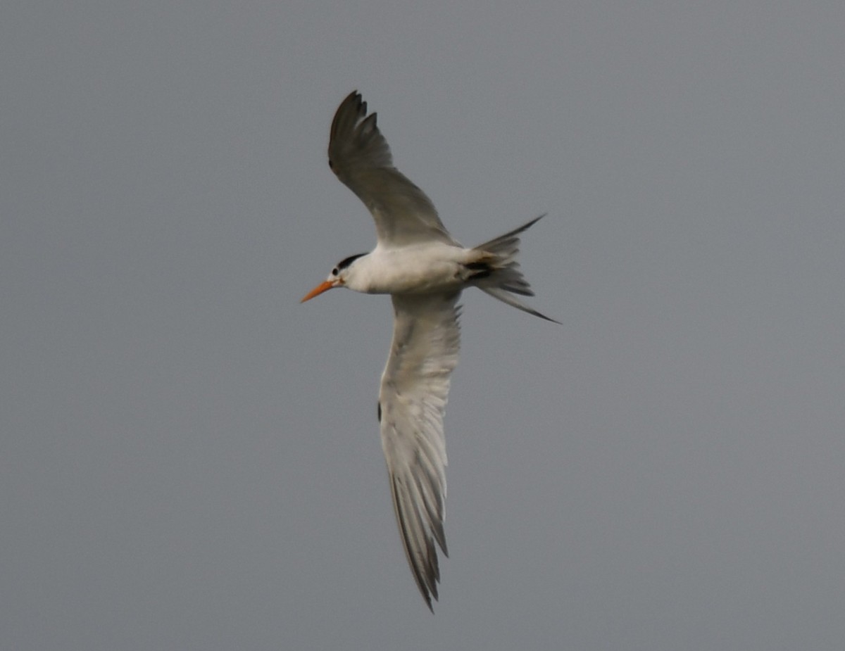 Lesser Crested Tern - ML642905232