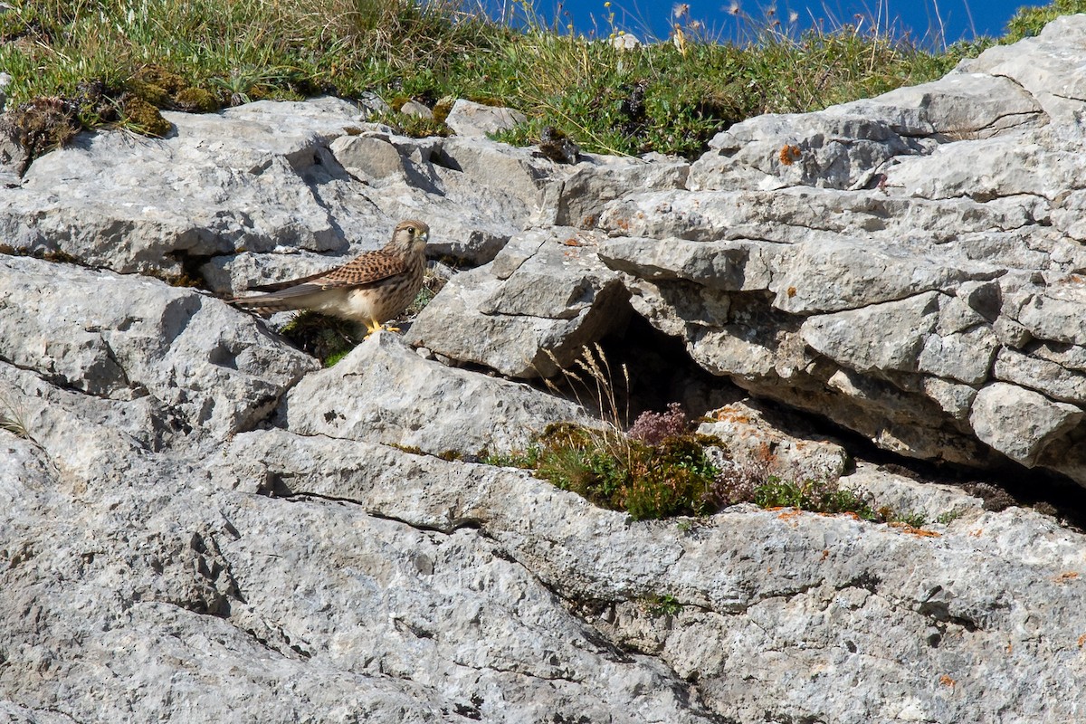 Eurasian Kestrel - ML642905234