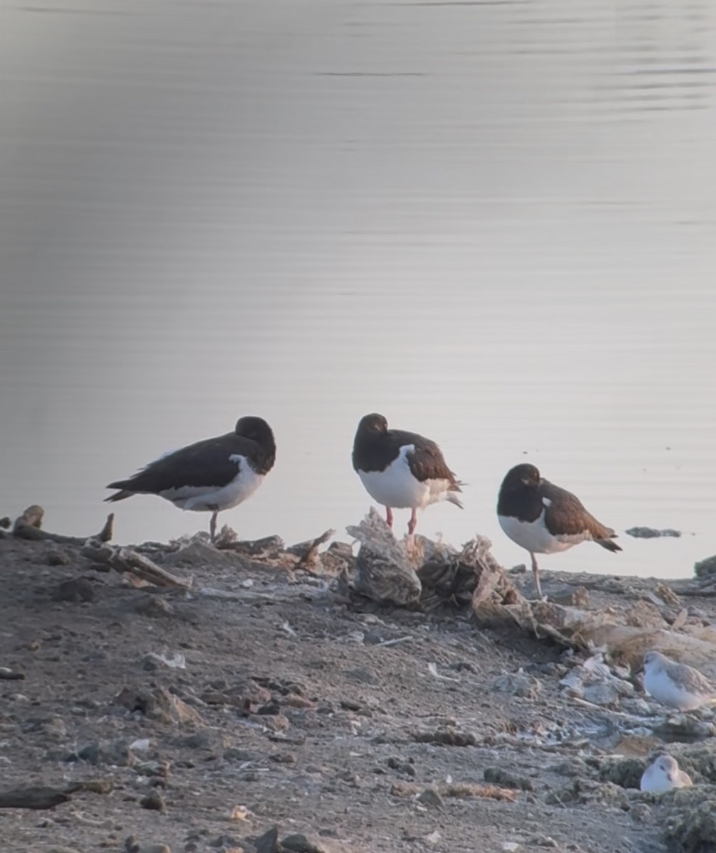 Eurasian Oystercatcher - ML642905238